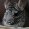 Angrychinchilla